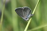6361_Dwergblauwtje - Plitvice N.P. (Kroatia)